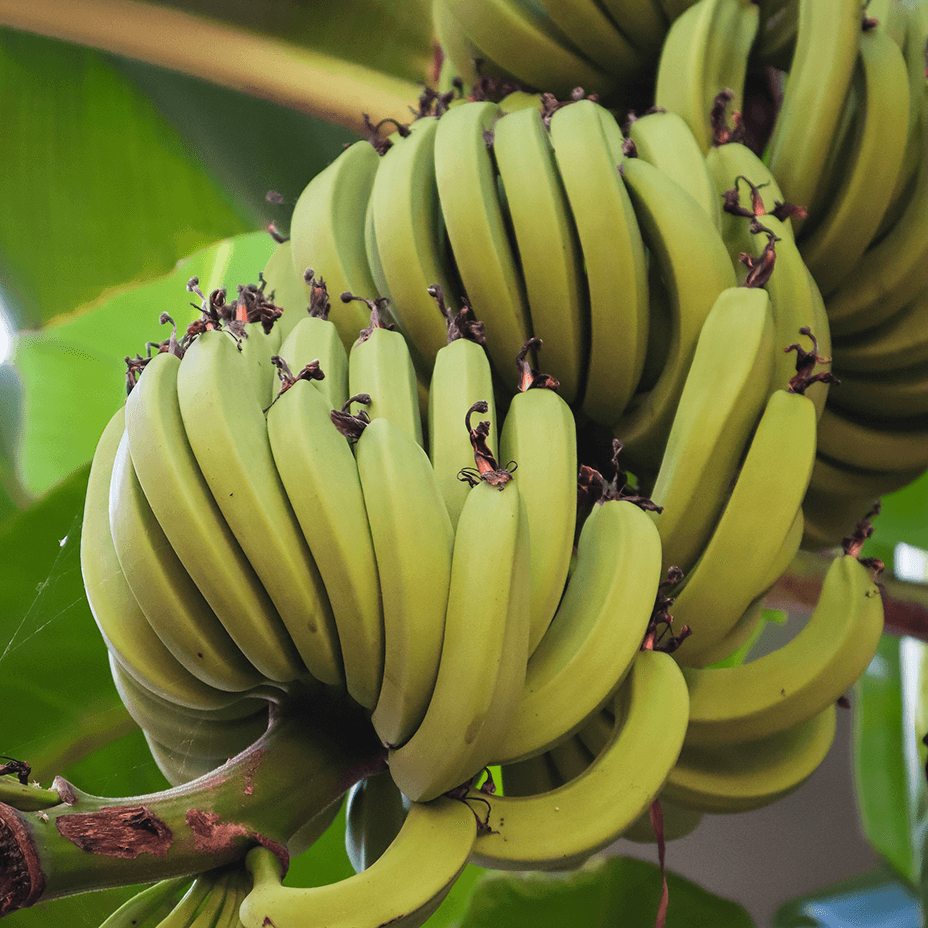 Bananenstrauch